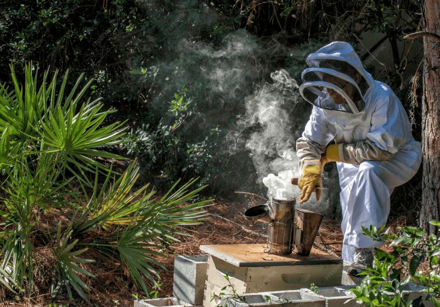 mosquito pest control